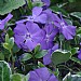 Vinca minor 'Ralph Shugert'