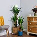 Yucca (Yucca Elephantipes)