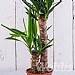 Yucca (Yucca Elephantipes)