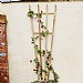 Zest Fan Trellis Panel
