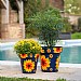 Zest Pot Sunflower (Various Sizes)