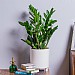 ZZ Plant (Zamioculcas zamiifolia)