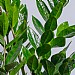 ZZ Plant (Zamioculcas zamiifolia)
