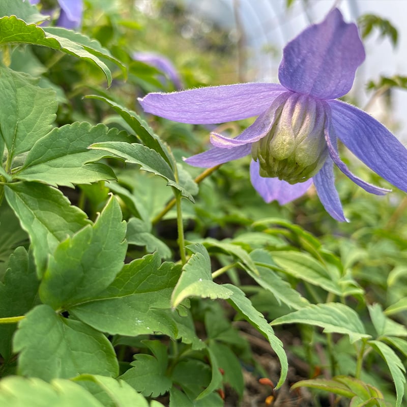 Perfect Climbing Clematis For Your Garden