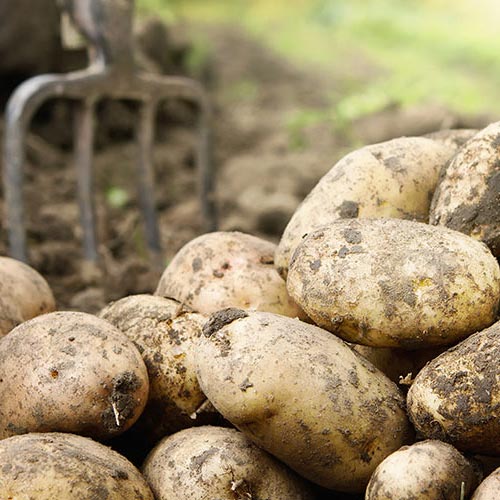 Guide: Preparing Seed Potatoes