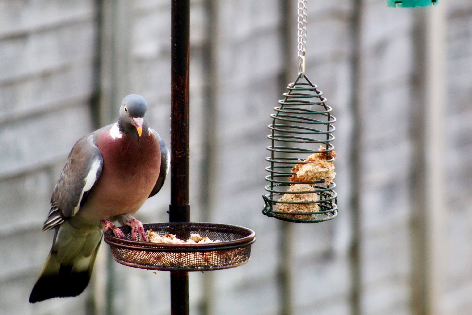 How to keep pigeons away from bird feeders?