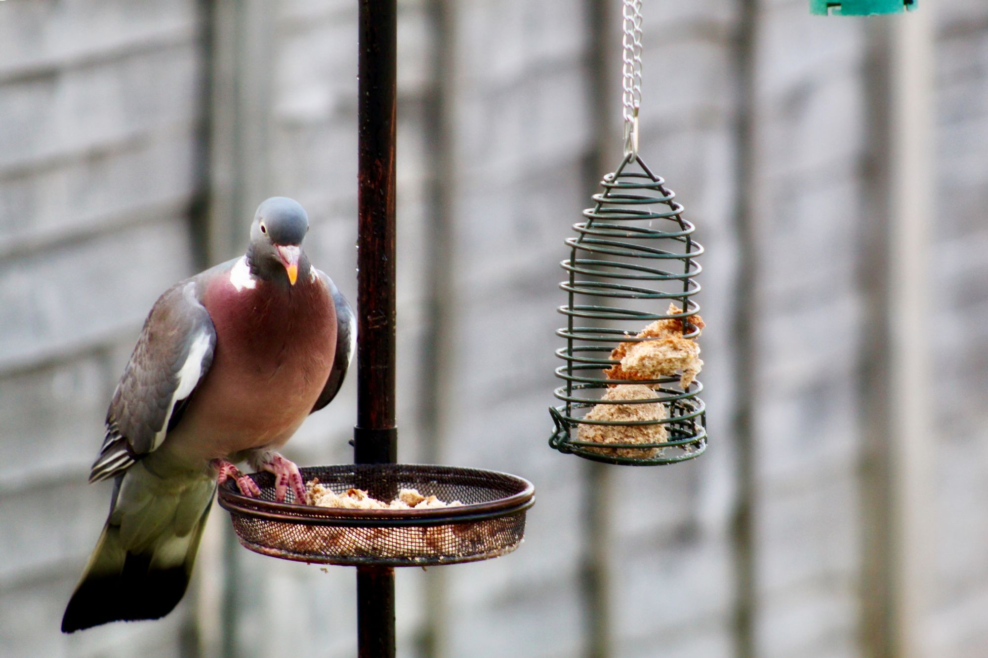 Most-Used Newborn Essentials - Eating Bird Food