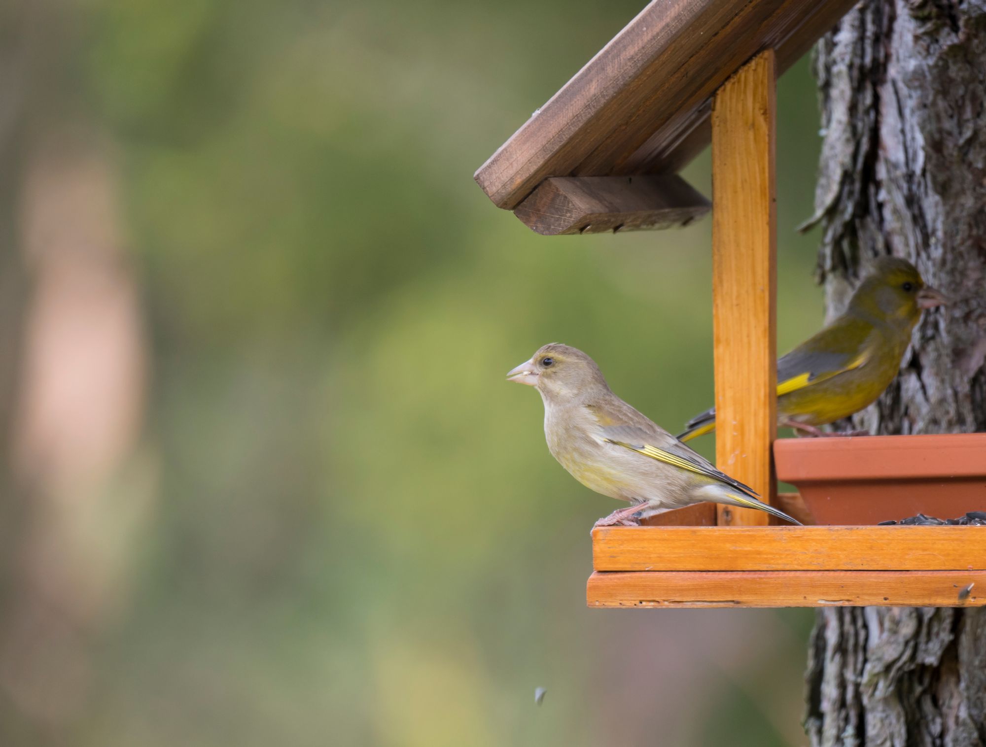 HEIGHT ADJUSTABLE HANGING WILD BIRD FEEDER STATION BAFFLE DOME