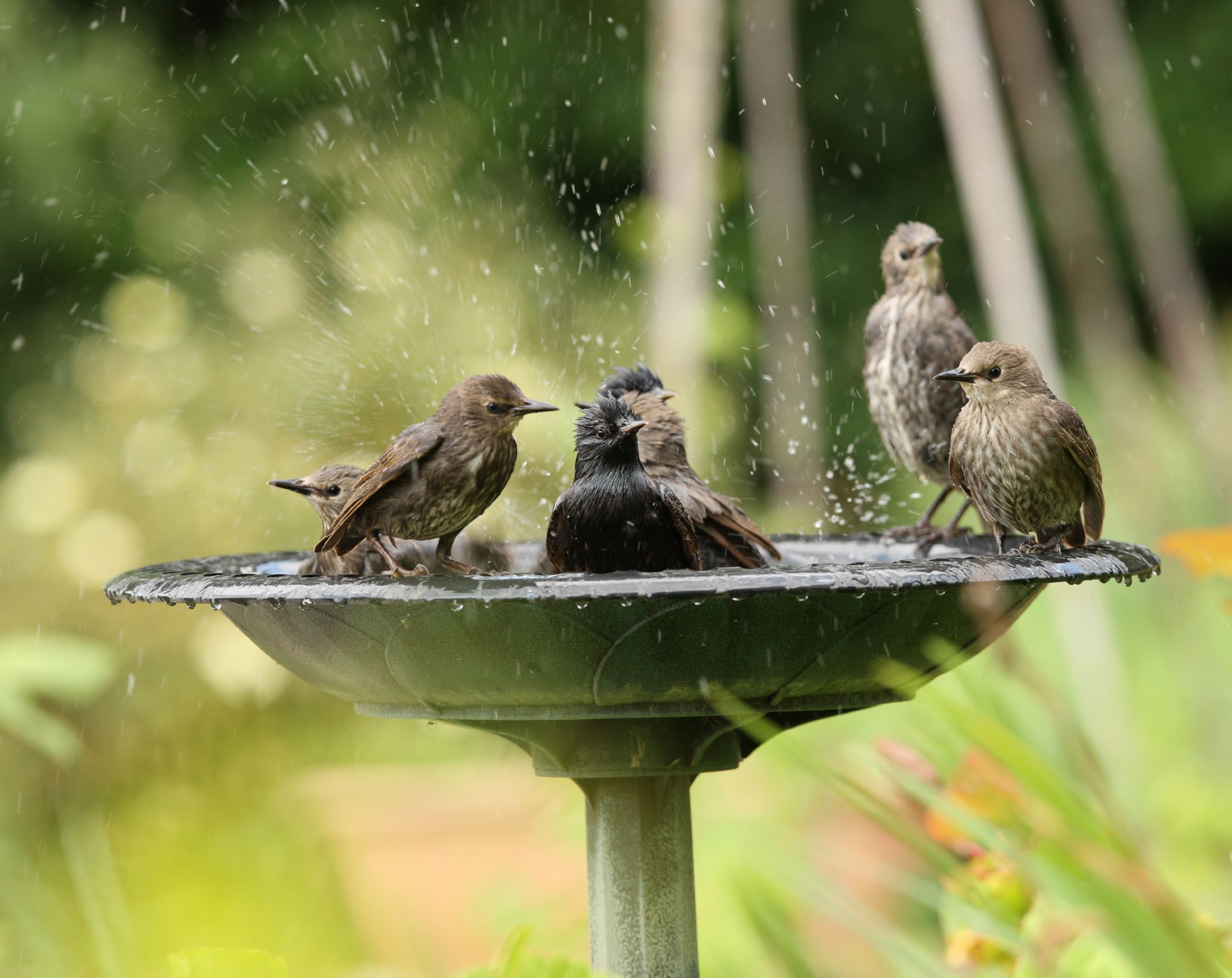 How To Clean Your Bird Bath