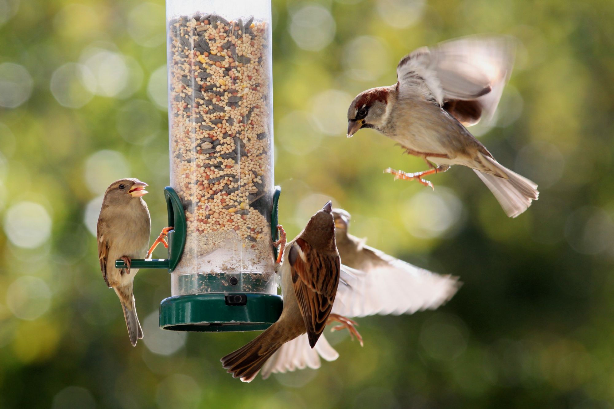 How To Attract Birds To A Bird Feeder