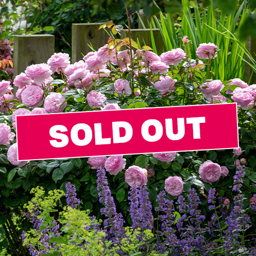 Coming up - Roses with David Austin