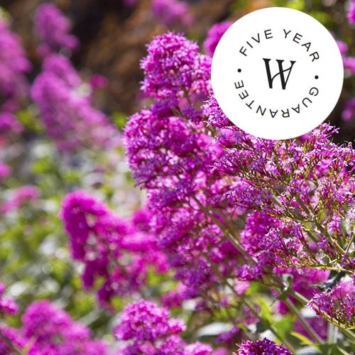 Outdoor Plants, Shrubs & Trees Department