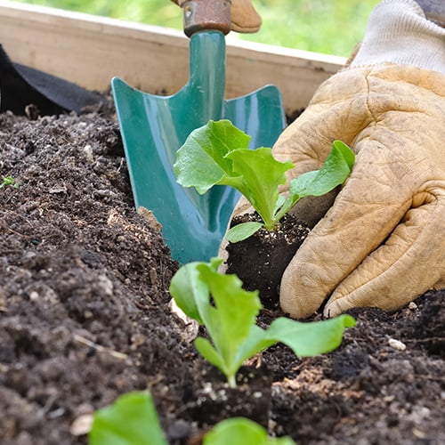 The Gardening, Seeds & Bulbs Department