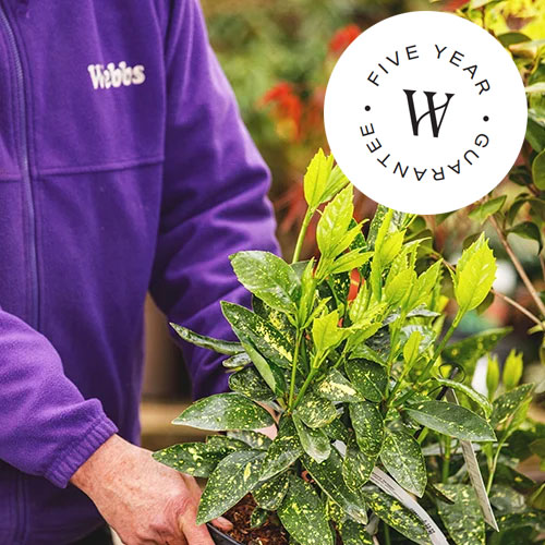 Outdoor Plants, Shrubs & Trees Department