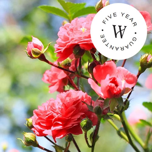 Outdoor Plants, Shrubs & Trees Department