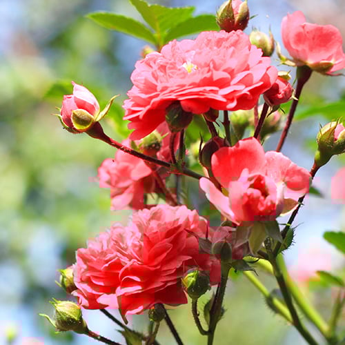 Outdoor Plants, Shrubs & Trees Department