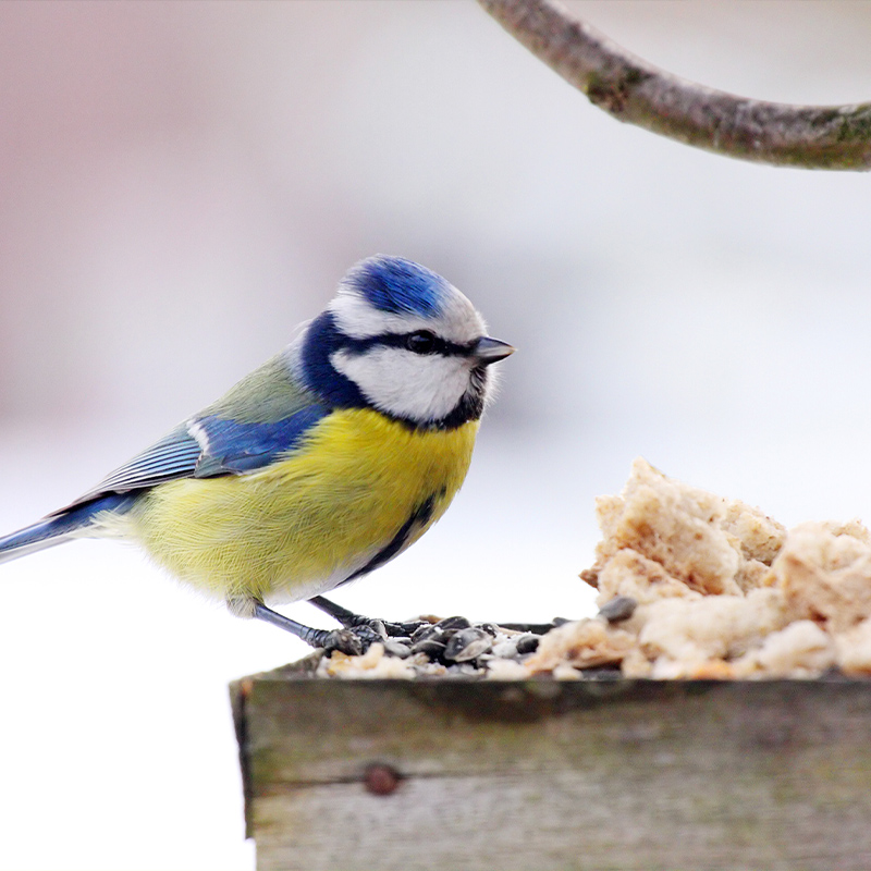 What To Put On A Bird Table